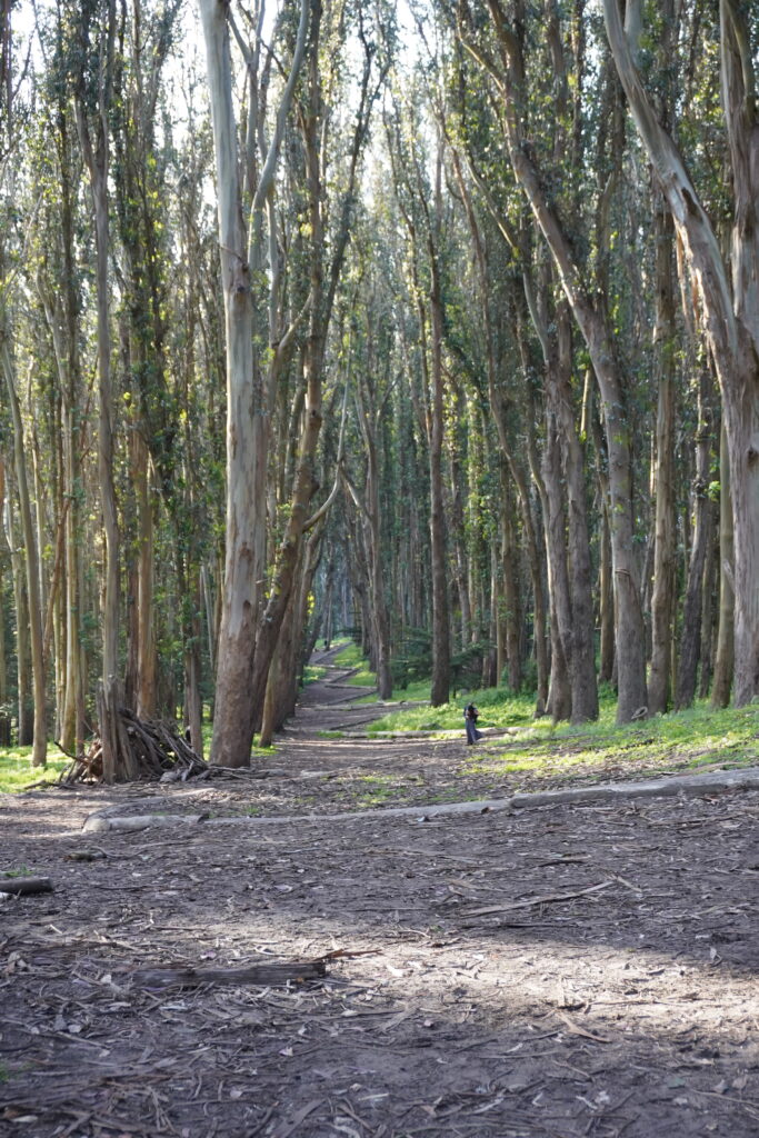 Eucaliptus forest