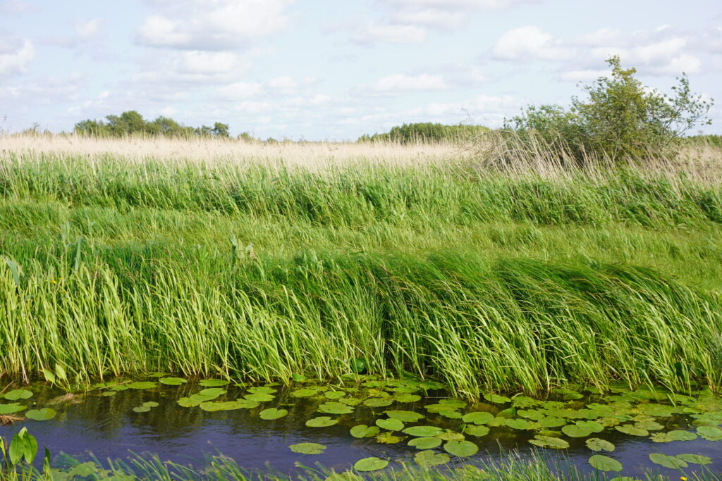 Pond nearby Kluki