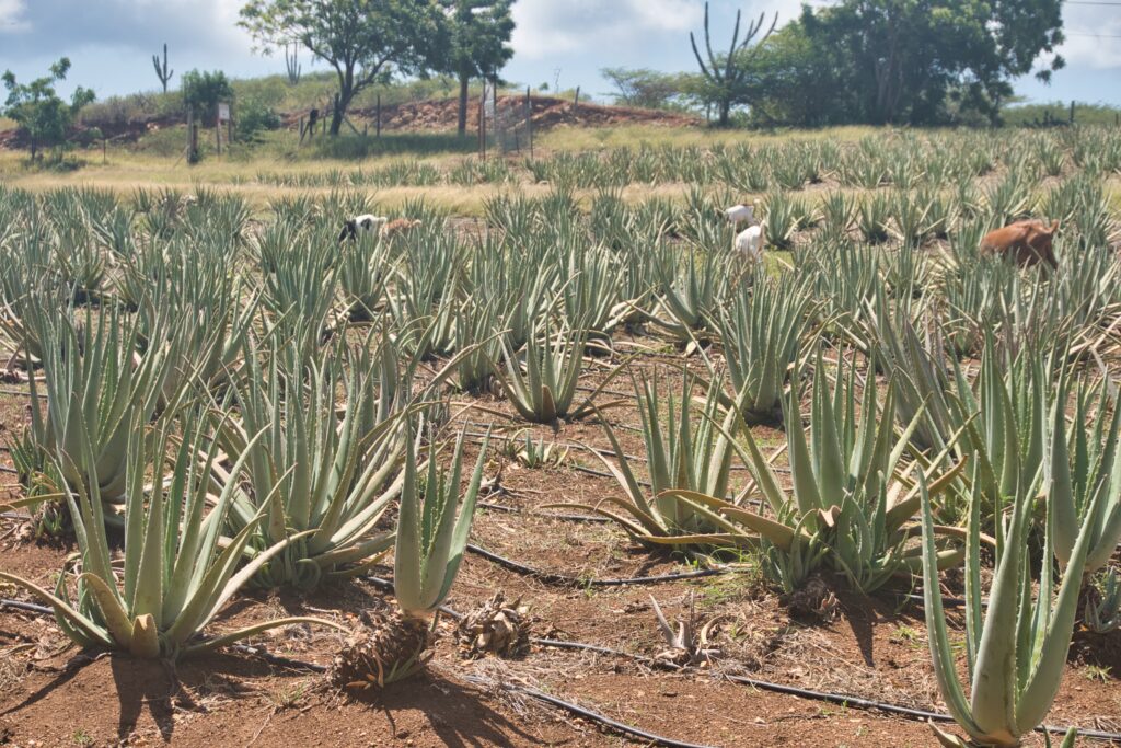 Aloe vera farm