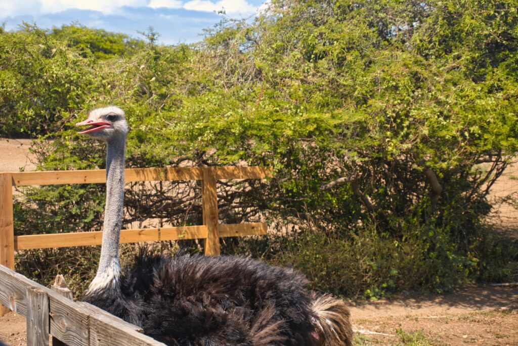 Ostrich farm