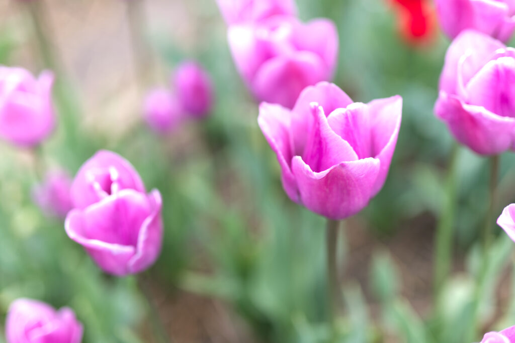 Purple tulip