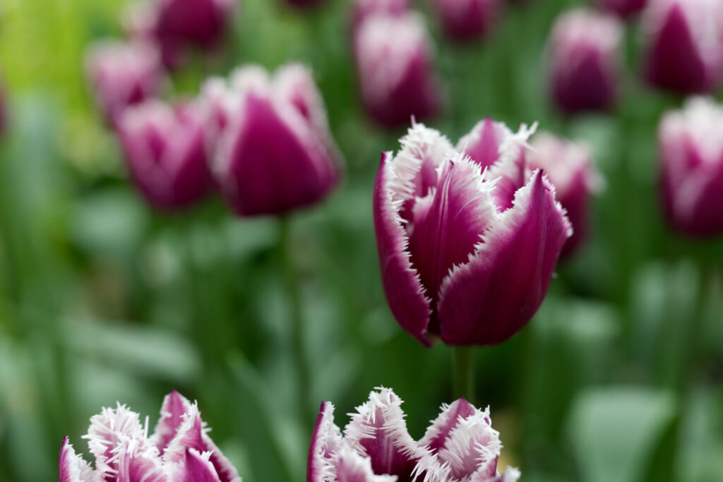Kukenhof purple tulips