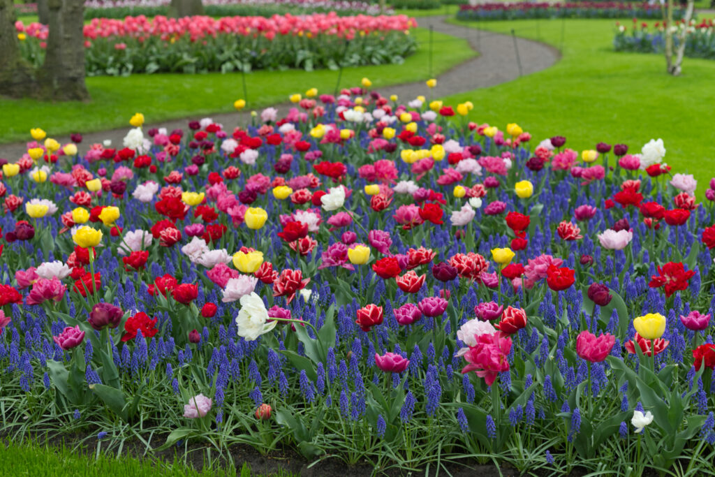 Keukenhof field of tulips