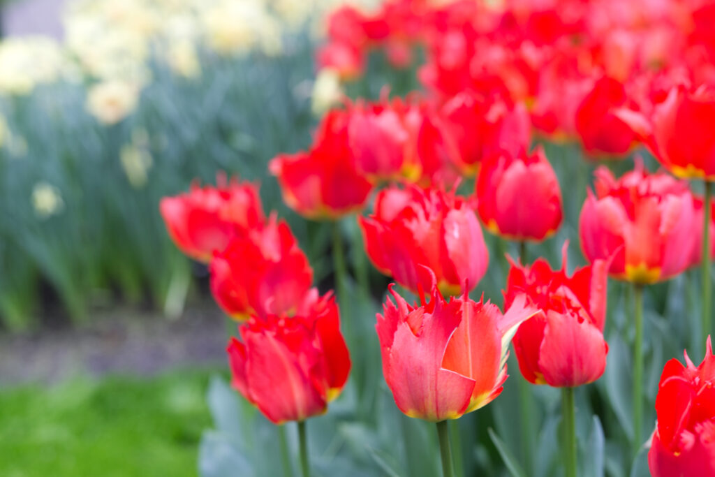 Keukenhof tulips