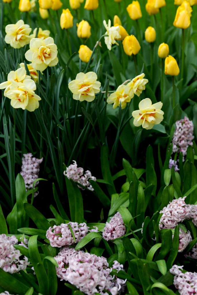 Keukenhof narcissus