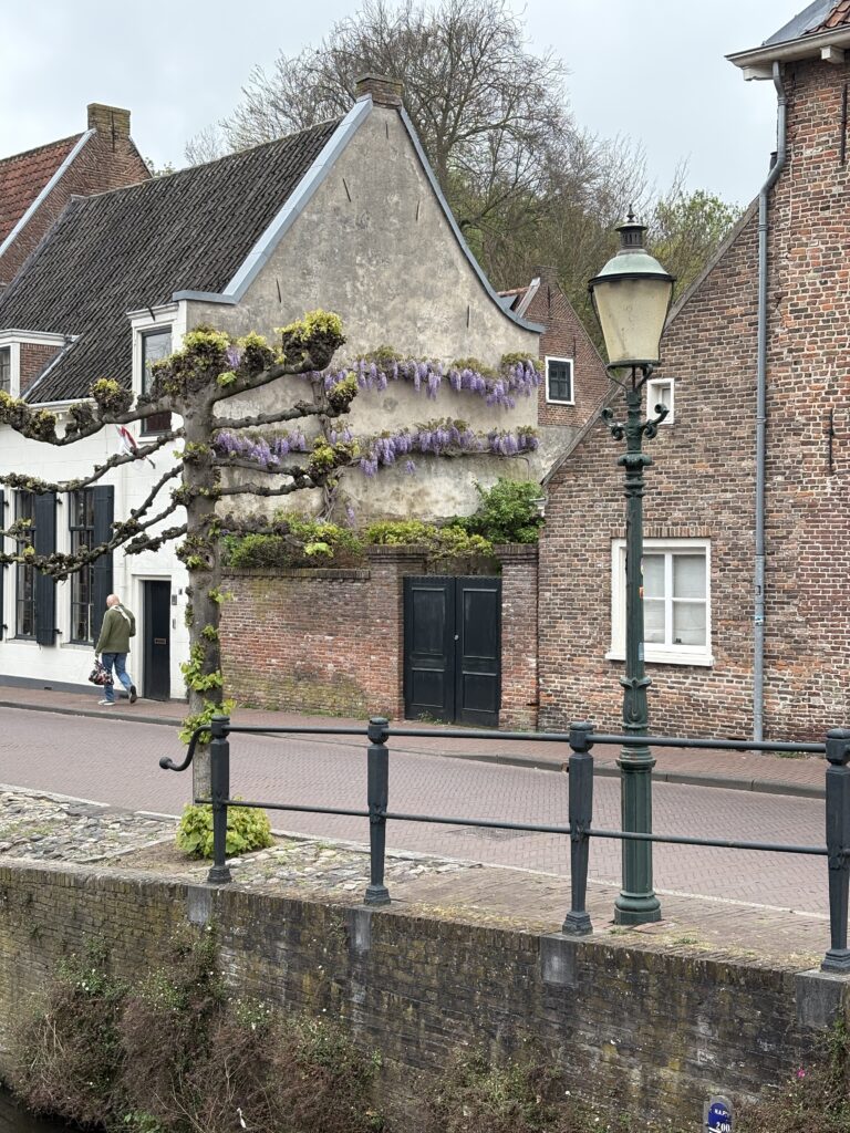 Interestingy cut trees in Amersfoort