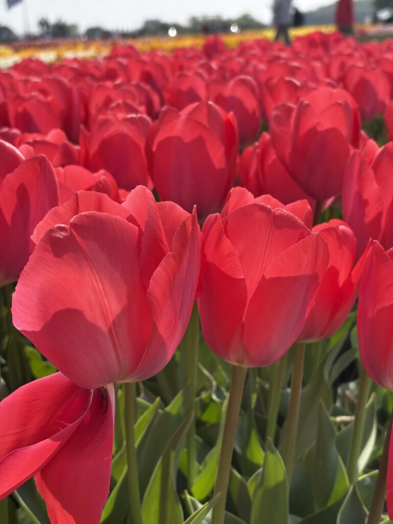 Red tulips