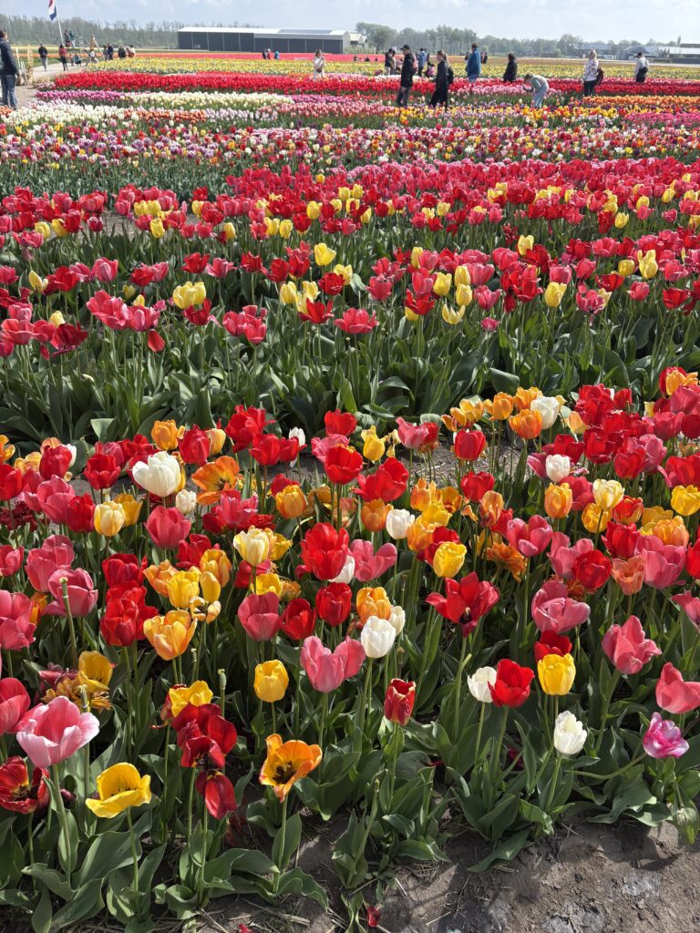 Tulip Experience tulip field 2