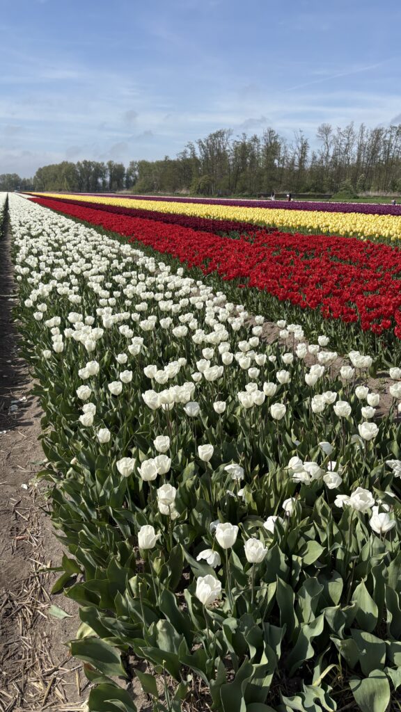 Tulip fields