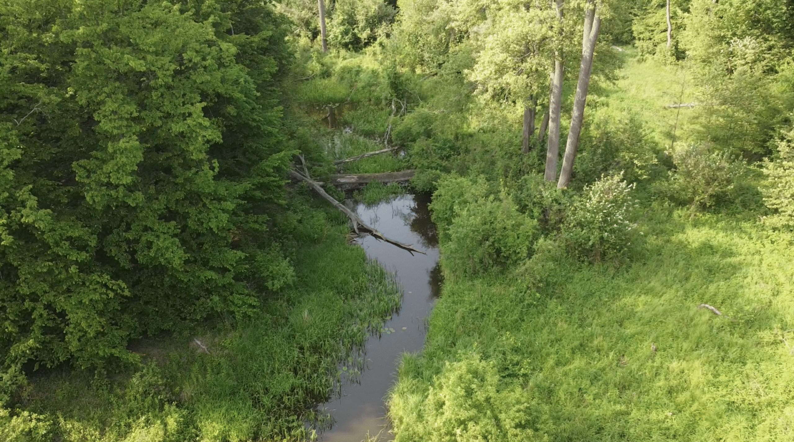 Forest with river