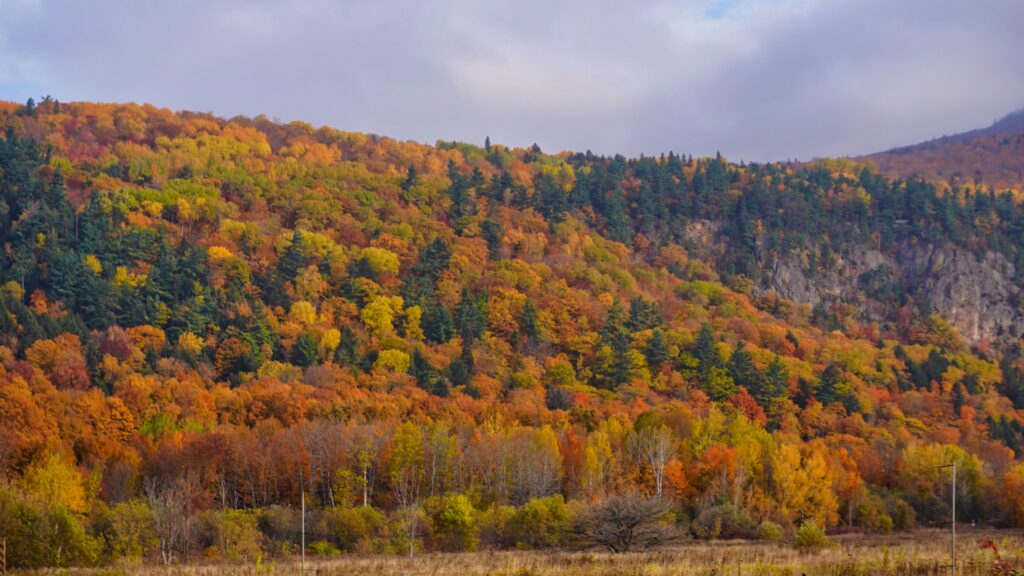 Trees in La Faille Trail
