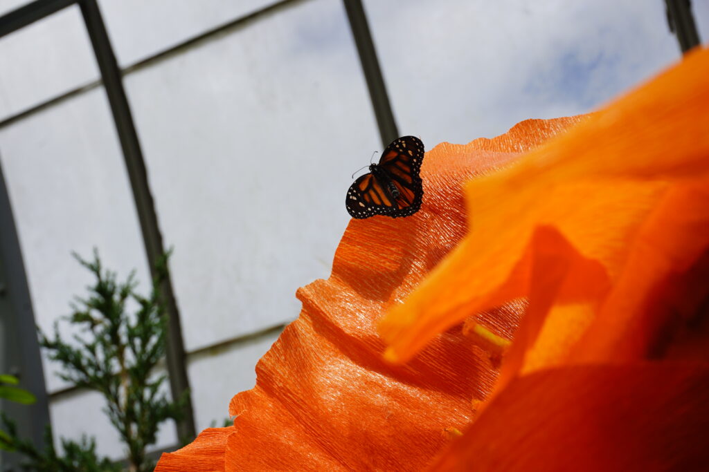 Butterfly in the Krohn Conservatory