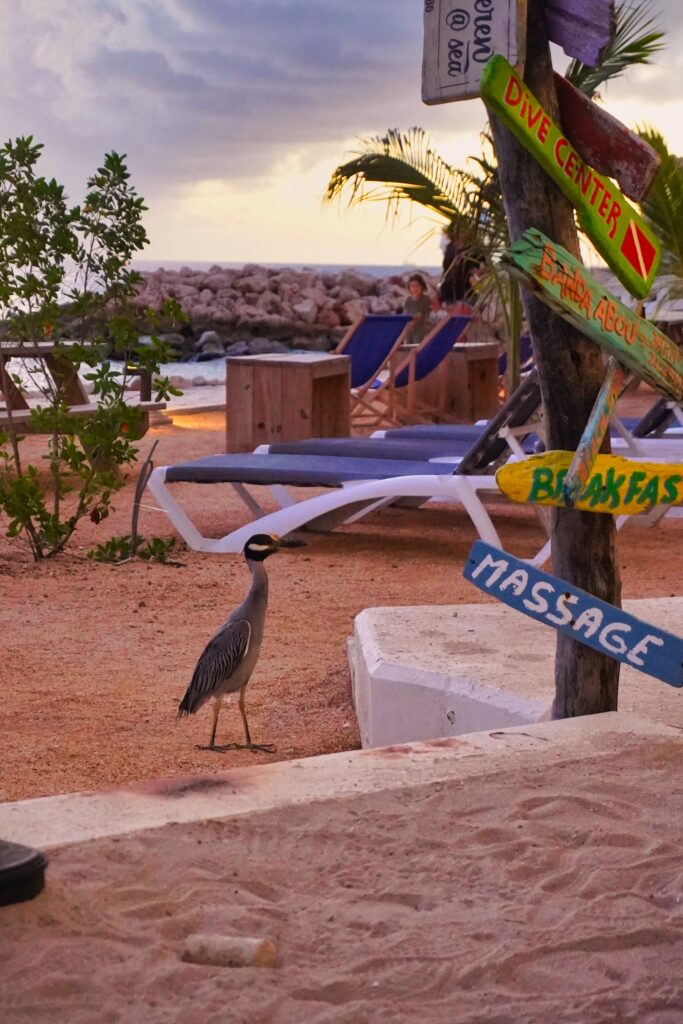 Bird on a beach
