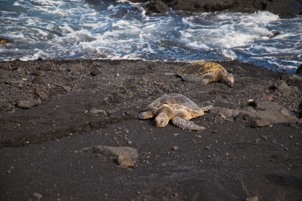 Turtles