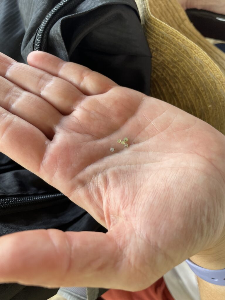 Butterfly eggs