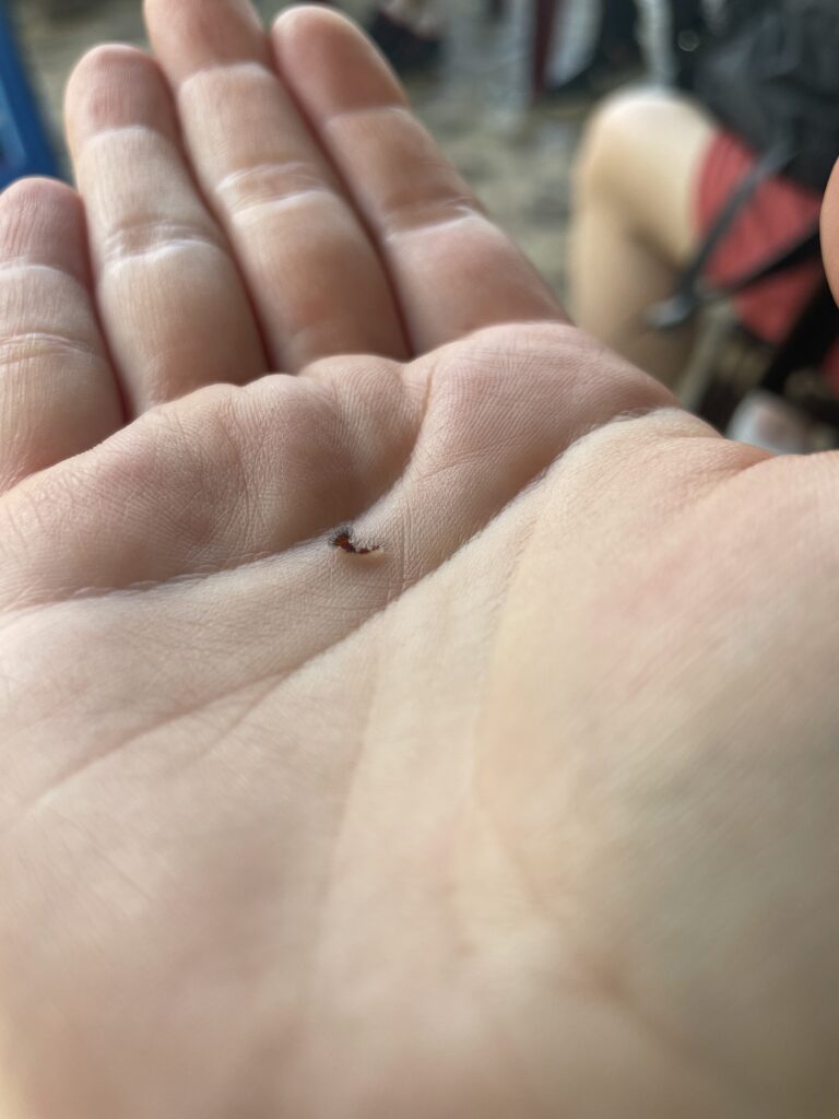 Caterpillar