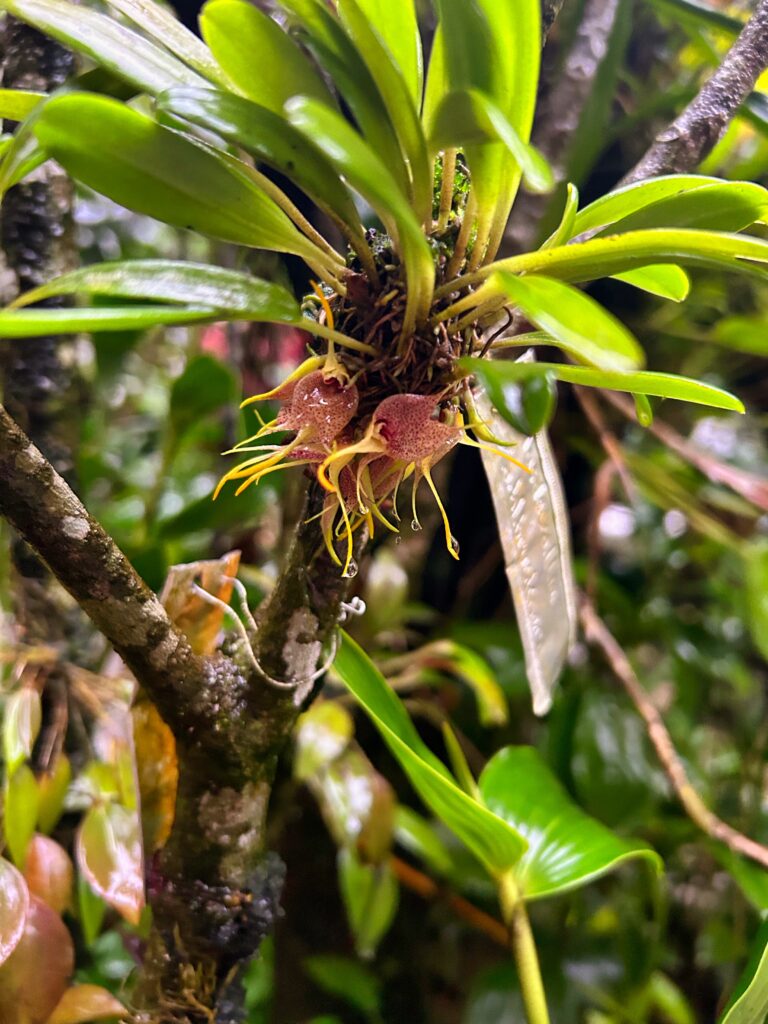 Orchids