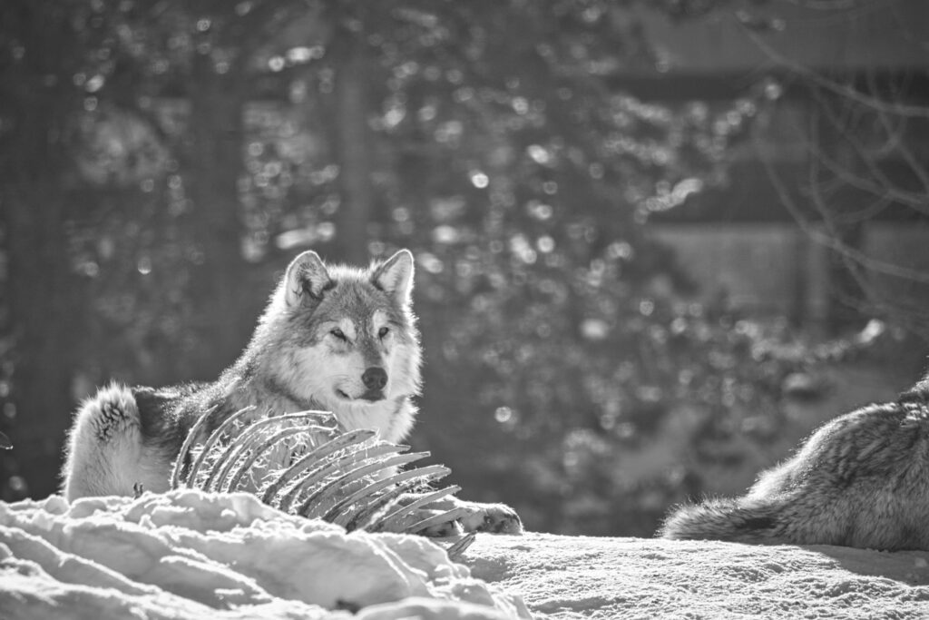 Wolf in West Yellowstone