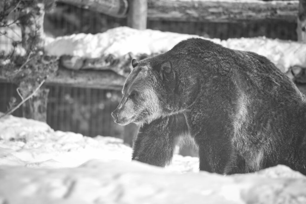 Grizzly bear in West Yellowstone