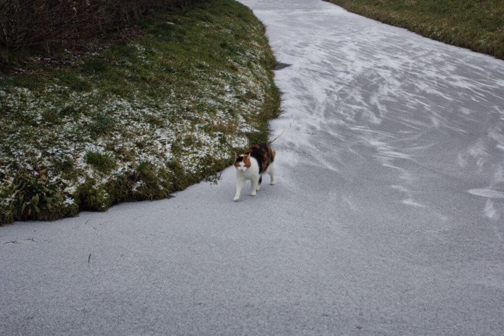 Cat walking on ice in Marken