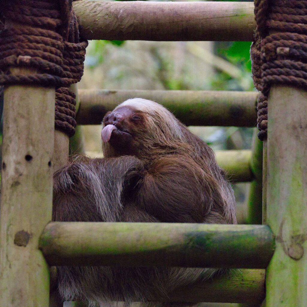 Sloth