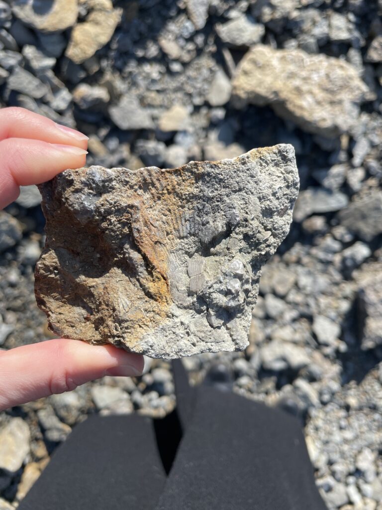 Trammel Fossil Park