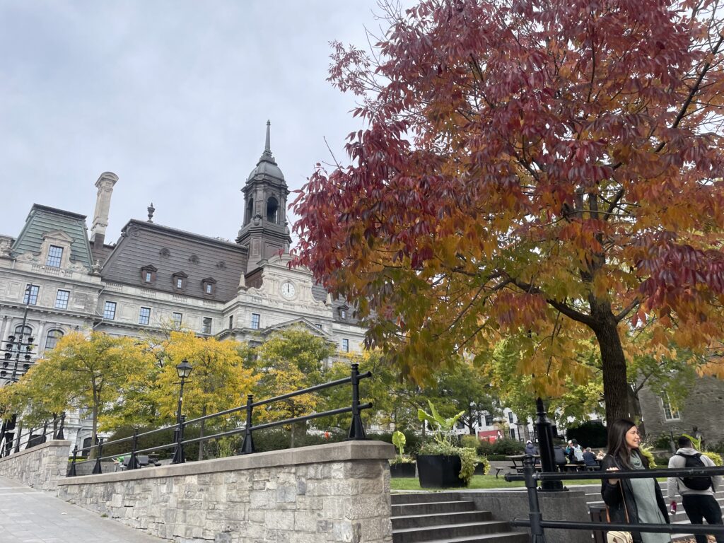 Pretty tree in Montreal
