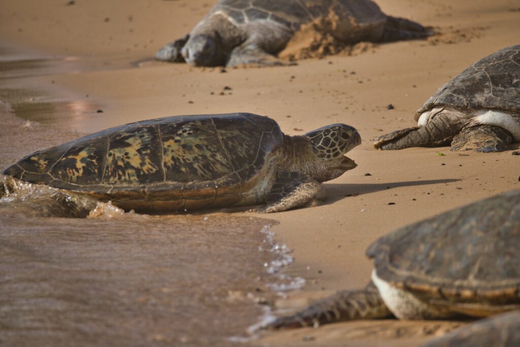 Turtle in Poipu Beach