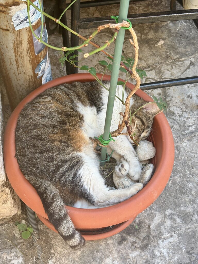 Cat chilling in a pot