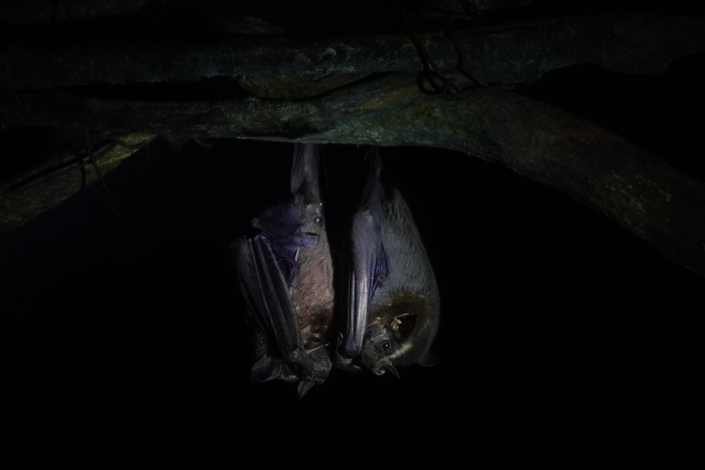 Bats