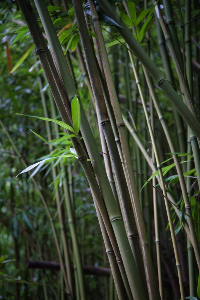 Bamboo forest