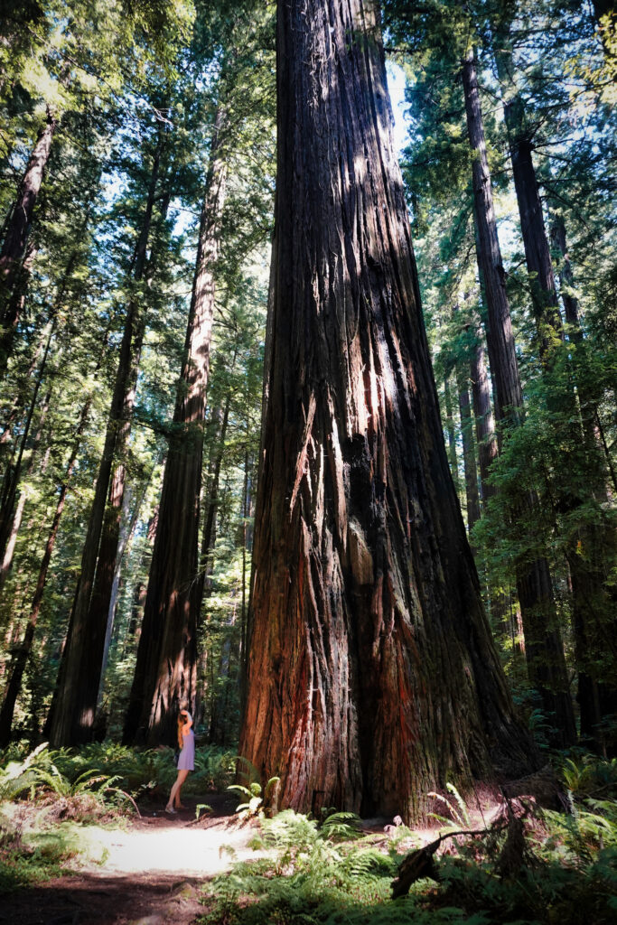Avenue of the Giants tree with human for sclae