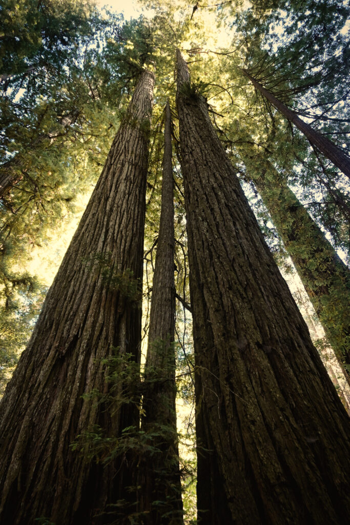 Jedediah Smith Redwoods State Park