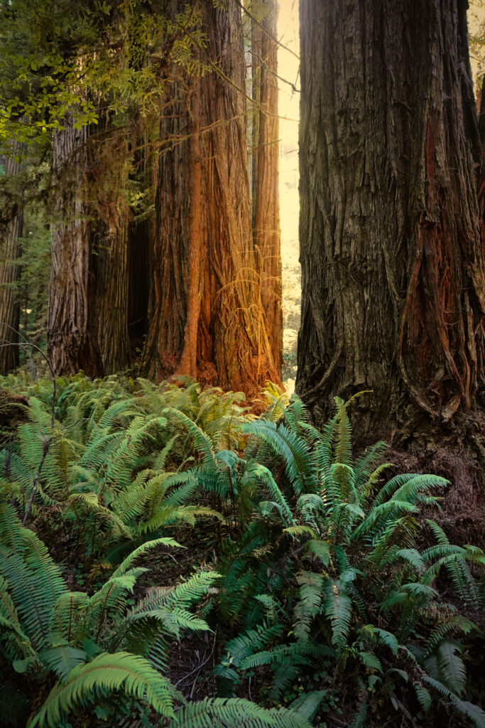 Jedediah Smith Redwoods State Park