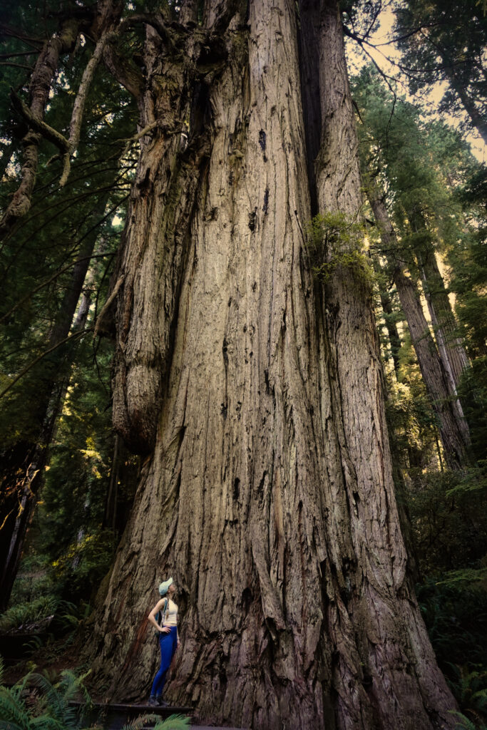 Jedediah Smith Redwoods State Park