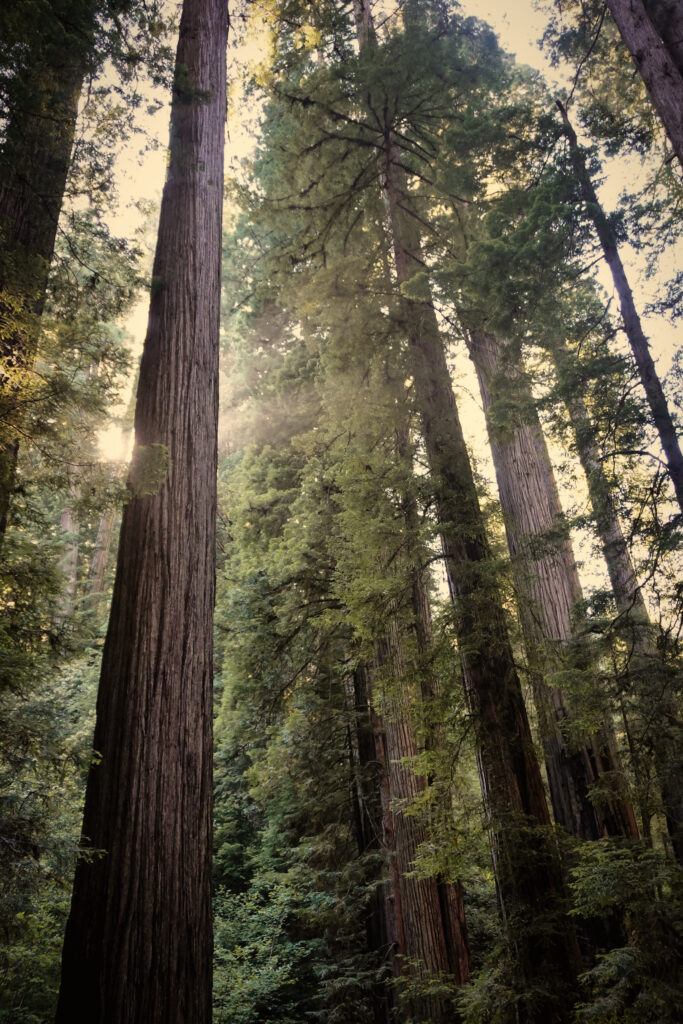 Jedediah Smith Redwoods State Park
