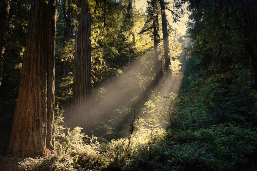 Jedediah Smith Redwoods State Park