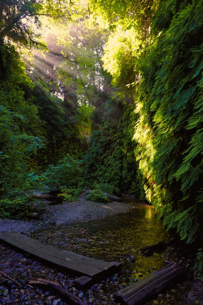 Fern Canyon 