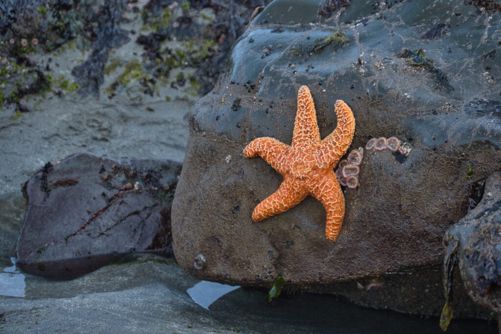 tide-pooling