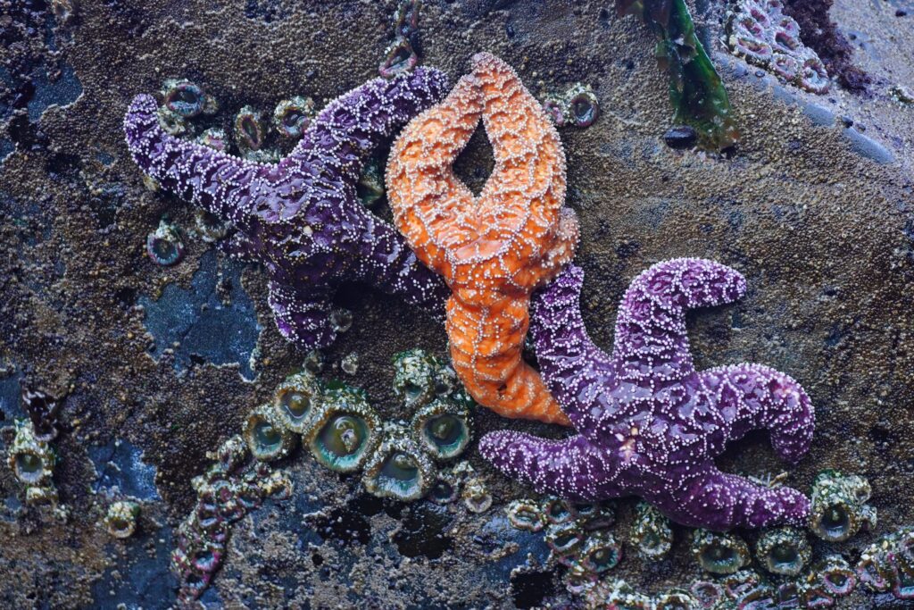 tide-pooling
