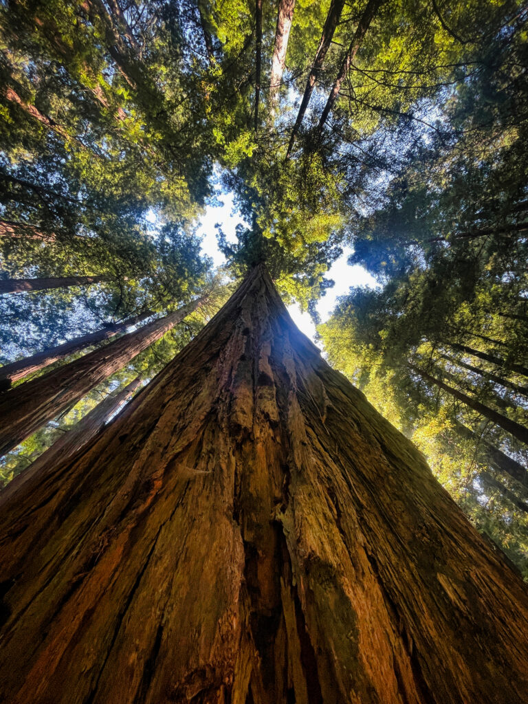 Avenue of the Giants