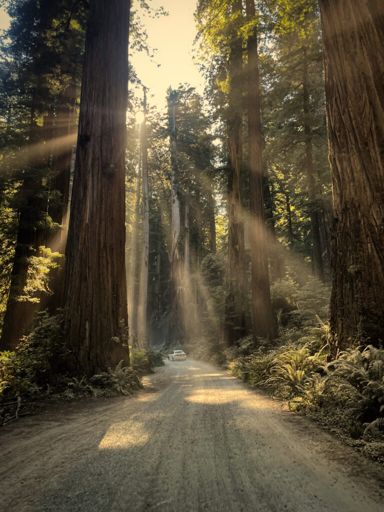 Jedediah Smith Redwoods State Park