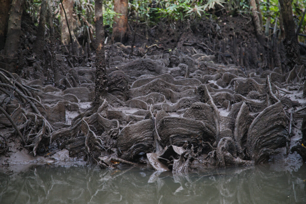 Mangrove