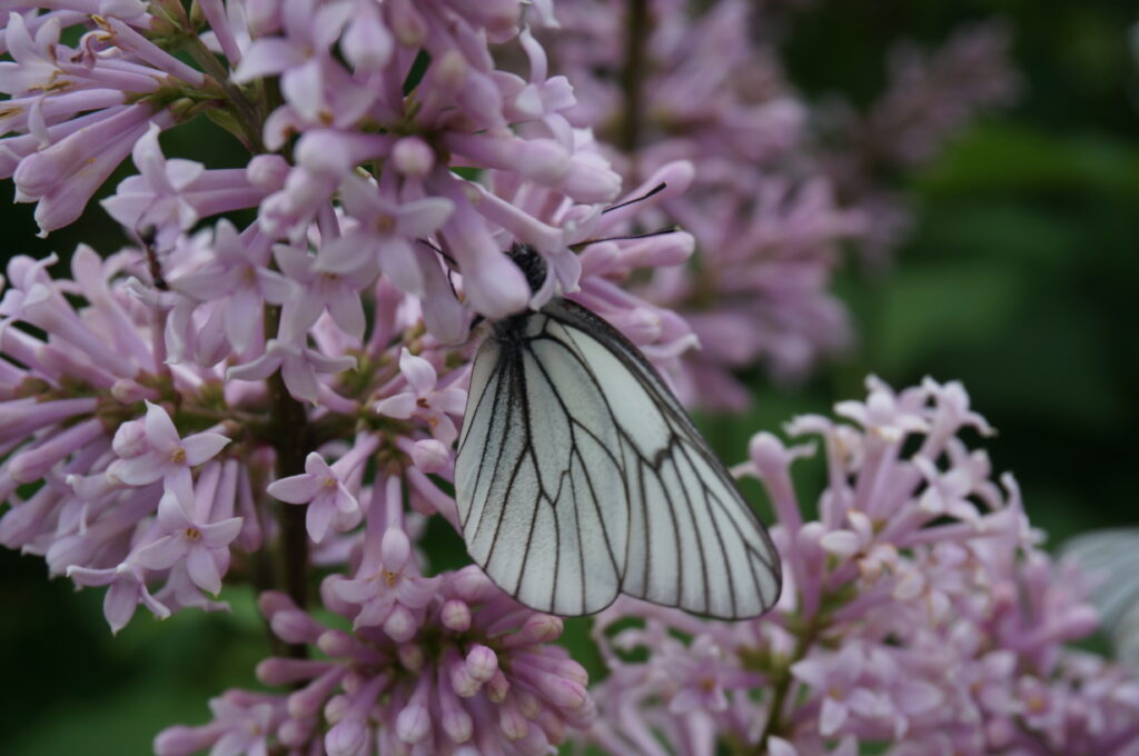 Butterfly doing butterfly things