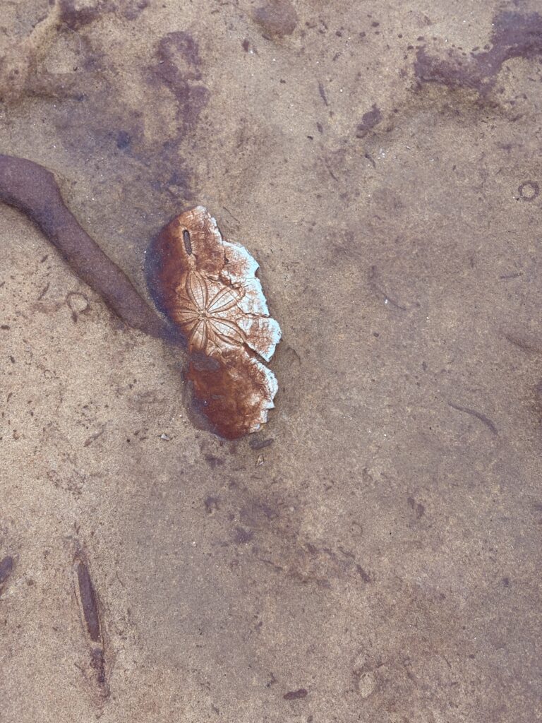 Fossil in Yehliu Geopark