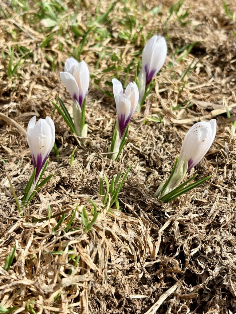 Crocus