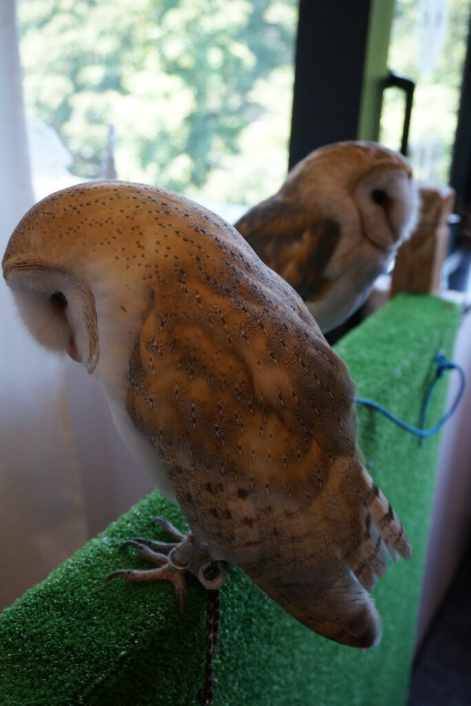 Owl Cafe