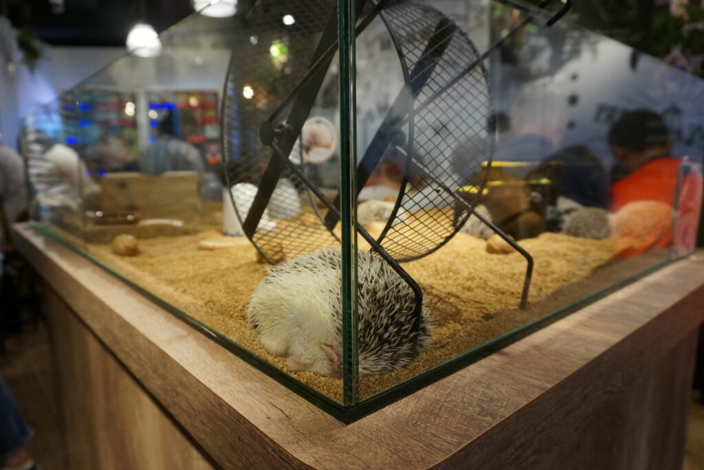Hedgehog cafe