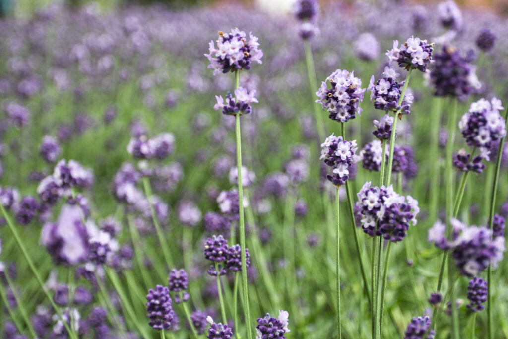 Lavender