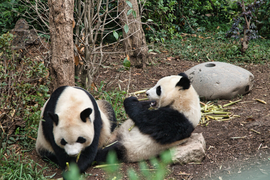 Pandas